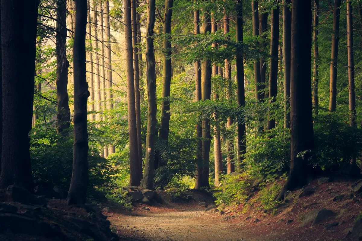 Sunlight through a green forest, illustrative photograph